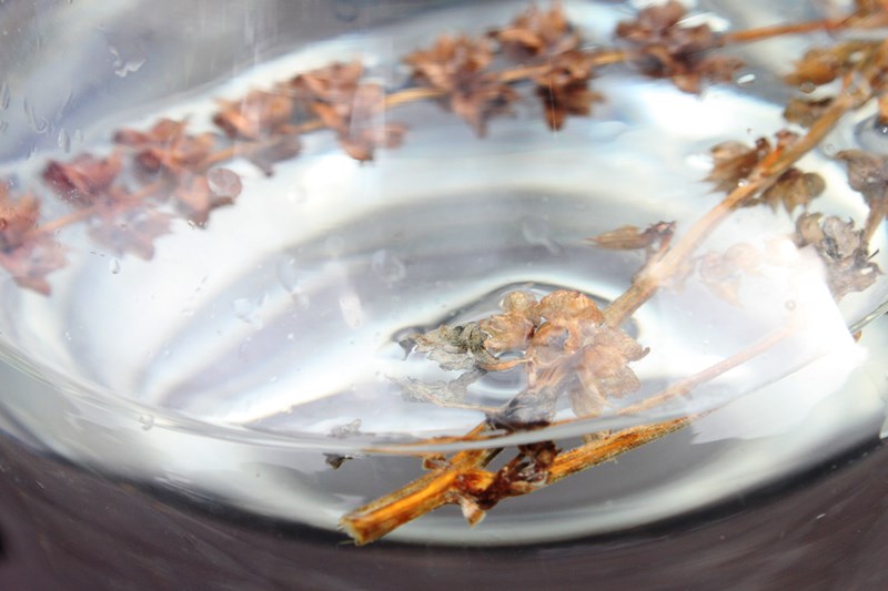 Izvorul Tămăduirii