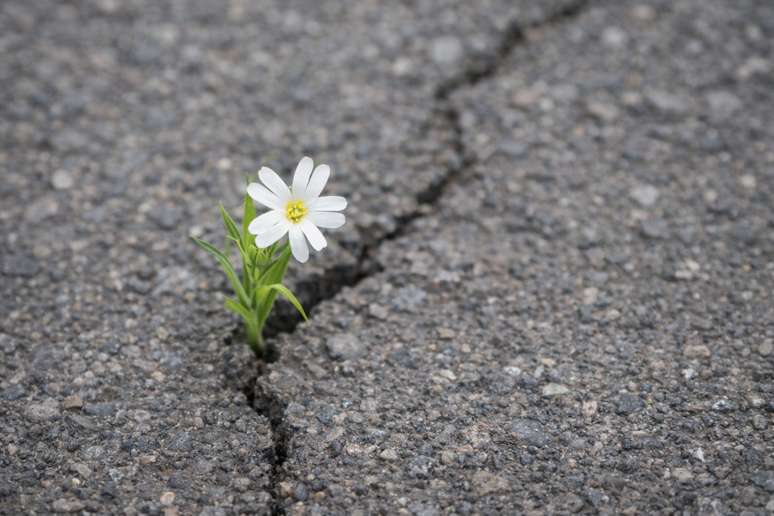 - Câți ani are viața? -